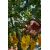  Ножницы для травы ELITECH Garden GS03, фото 11 