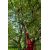  Плодосборник ELITECH Garden GT02 206432, фото 10 