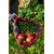  Плодосборник ELITECH Garden GT02 206432, фото 11 