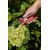  Универсальные садовые ножницы ELITECH Garden GS05 206418, фото 10 